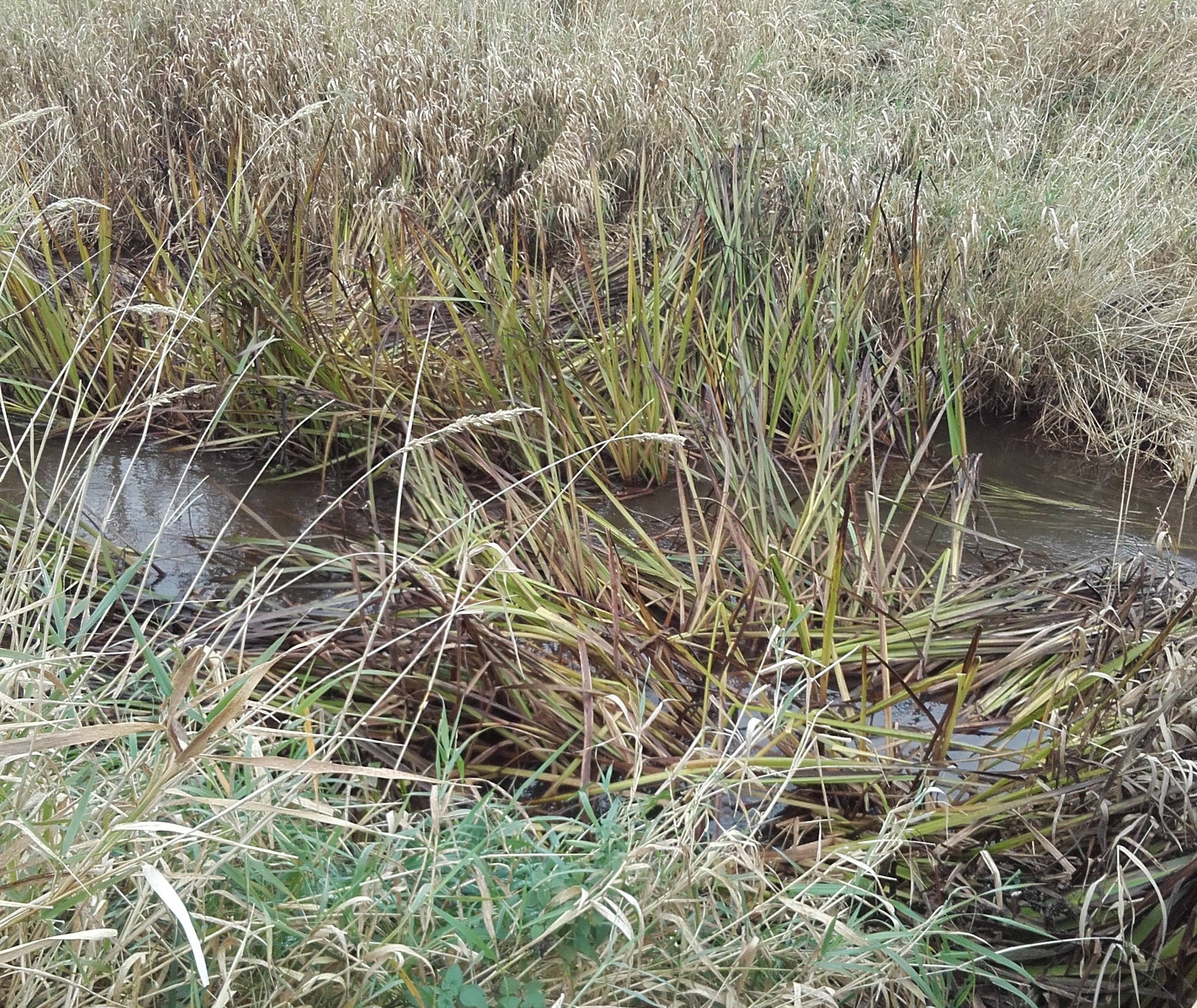 Herning er proaktiv på vandløbsvedligehold