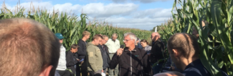 Majsdagen ved Holstebro bød på flot vejr og masser af nye resultater for majssorter