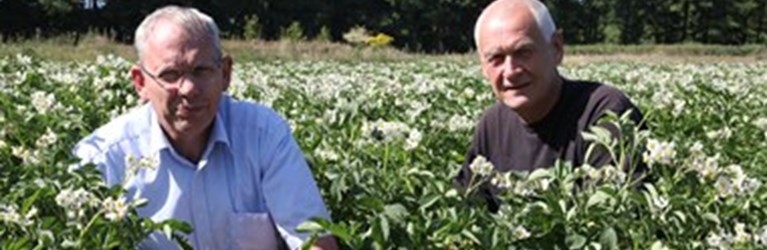 Håbet spirer stadig i kartoffelland