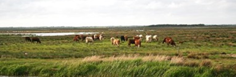 Vil skille landbrug og natur ved Skjern Å